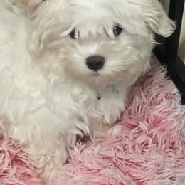 Chiquis Chiquita - Maltese
