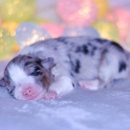 Burberry - Blue merle female Australian Shepherd puppy in Easton, Missouri from MMA Kennel
