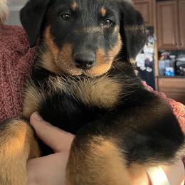 Beauceron Puppies from Trésor de Beauté Beaucerons