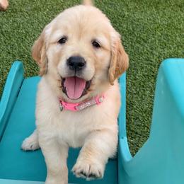 Stormy - Golden female Golden Retriever puppy in Fresno, California from Warwick’s Central California Goldens