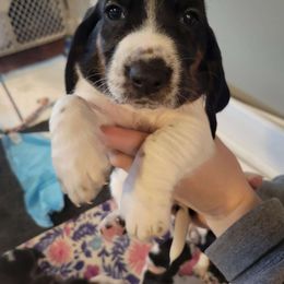 Vixen (CKC Girl) - Black white and brown Basset Hound puppy in Carleton, Michigan from Floppy Ears Farm