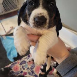 Vixen (CKC Girl) - Black white and brown Basset Hound puppy in Carleton, Michigan from Floppy Ears Farm