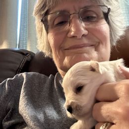 Miniature Schnauzer Puppies from Smilee Schnauzers