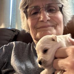 Miniature Schnauzer Puppies from Smilee Schnauzers