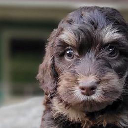 Aussiedoodles, Bernedoodles, and Cockapoos from Jam's Doodles And Poodles