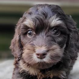 Aussiedoodles, Bernedoodles, and Cockapoos from Jam's Doodles And Poodles