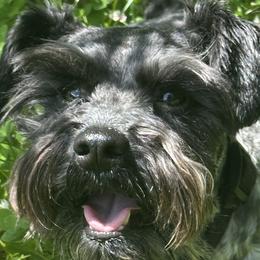 Miniature Schnauzers from Stevens Mini Schnauzers