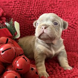 French Bulldog puppies from S-D Frenchies
