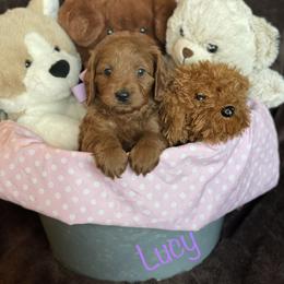 Bernedoodle, Goldendoodle, and Poodle Puppies from Kingdom Kennels