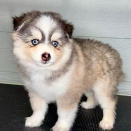Hugo - Black and white male Pomsky puppy in Michigan from Blue Water Pomskies