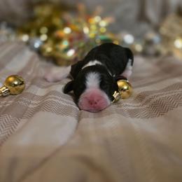 Nova - Black white and tan female English Springer Spaniel puppy in Cookeville, Tennessee from Krossroads Kennel