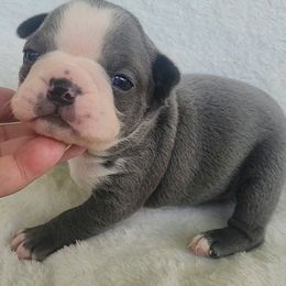 Blue AKC Salsa - Seal brindle and white male Boston Terrier puppy in Morristown, Tennessee from Down in the Holler
