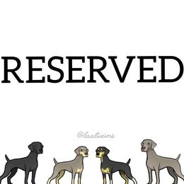 Gooseberry - Blue male Weimaraner puppy in Ferrum, Virginia from LAAT Weims