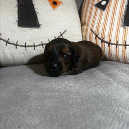 Boy 2- Leo - Chocolate and tan male Dachshund puppy in Dorchester, Texas from Texas Mini Dachs