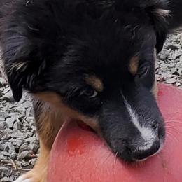 Australian Shepherd Puppies from Farmstead Aussies