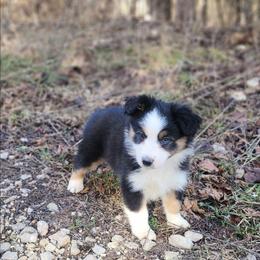 Gomez - Black tri male Miniature Australian Shepherd puppy in Macomb, Missouri from Faunus Farms and Aussies