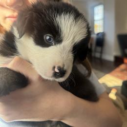Frosty - Black & white male Miniature Australian Shepherd puppy in Alexandria, Virginia from Fairfax Aussies