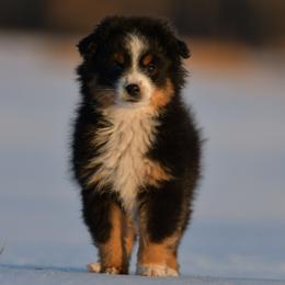 Gleam - Black tri male Toy Australian Shepherd puppy in Hartman, Arkansas from Southern Edition Aussies