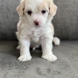 Chinese Crested Puppies from Rose’s Chinese Cresteds