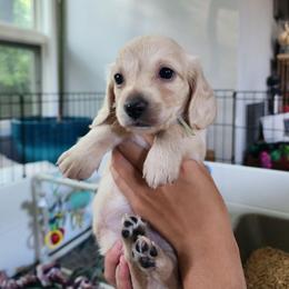Mint Boy - Mint Chip - Cream male Dachshund puppy in Madison, Wisconsin from CC's Dachshunds