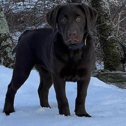 Labrador Retriever Puppies from Northern Woods Labs