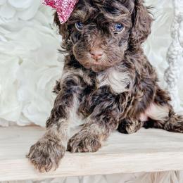 Fudge - Brown and tan female Cockapoo puppy in Otisville, Michigan from Danie’s Darling Doodles LLC