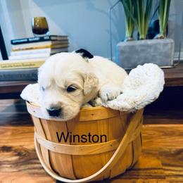 Boy 5 - Light golden male Golden Retriever puppy in Oconto, Wisconsin from Abbie's Golden Retrievers