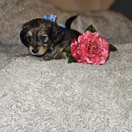 Boy 1 - Red Dachshund puppy in Alachua, Florida from Asperida Dachshunds and Spinoni