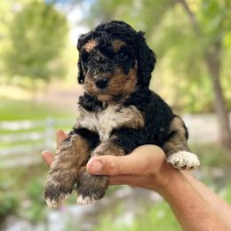 Phillies - Tri-color female Bernedoodle puppy in Thatcher, New Mexico from Brush Fire Doodles