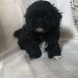 Shih Tzu Puppies from Lil' Darlin' Shih Tzus of the Virginia Blue Ridge