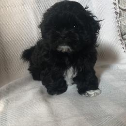 Shih Tzu Puppies from Lil' Darlin' Shih Tzus of the Virginia Blue Ridge