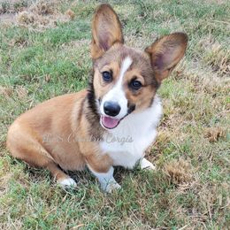 Hudson - Pembroke Welsh Corgi