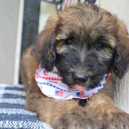 5 boy (Florida ) - Wheaten male Whoodle puppy in Smallett, Missouri from Leshas Whoodles