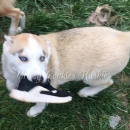 Siberian Husky Puppies from Crazy Cookies Huskies