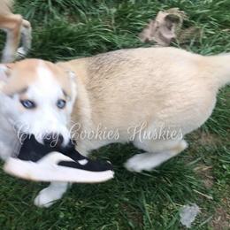 Siberian Husky Puppies from Crazy Cookies Huskies