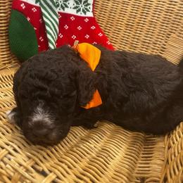Knox - Chocolate male Labradoodle puppy in Camden, North Carolina from Oopsie Doodles of NC