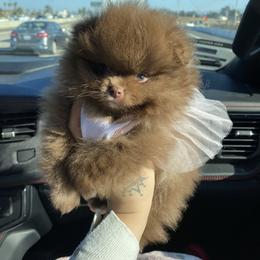 Pomeranian Puppies from Uniquepombabies