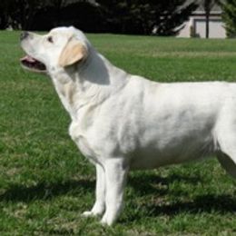 Labrador Retrievers from Devonshire Labradors