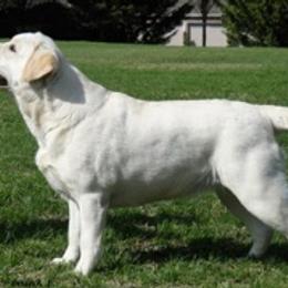 Labrador Retrievers from Devonshire Labradors