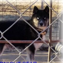 MIDNIGHT STAR - Siberian Husky