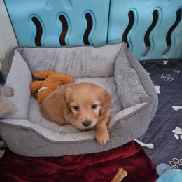Jasper - Red male Dachshund puppy in Lebanon, Oregon from Willow Moons Dachshunds