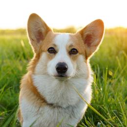 Pembroke Welsh Corgis from Quirky Corgis