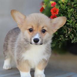 Jessie - Red female Pembroke Welsh Corgi puppy in Caliente, California from Rafter Cross 7
