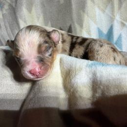 Girl 1-Red Merle - Red merle female Australian Shepherd puppy in Mayfield, Kentucky from Hamilton Farms