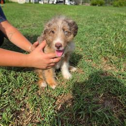 Coconut - Red merle male Aussiedoodle puppy in Lithia, Florida from Waterford Doodle Farm