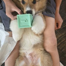 Paddington - Sable male Pembroke Welsh Corgi puppy in Warners, New York from Stone Cottage Corgis of New York