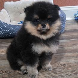 Hercules - Black and tan male Pomeranian puppy in Wildersville, Tennessee from RoyalRarity's Poms & Enrichment