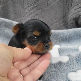 Santa Clause - Black and gold male Yorkshire Terrier puppy in Middleton, Idaho from Rocky Mountain Yorkies