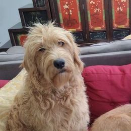 Patty - Labradoodle