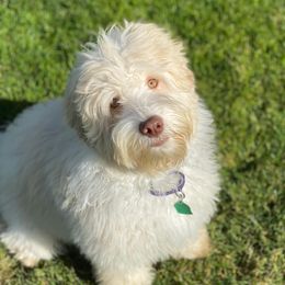 Louie - Labradoodle